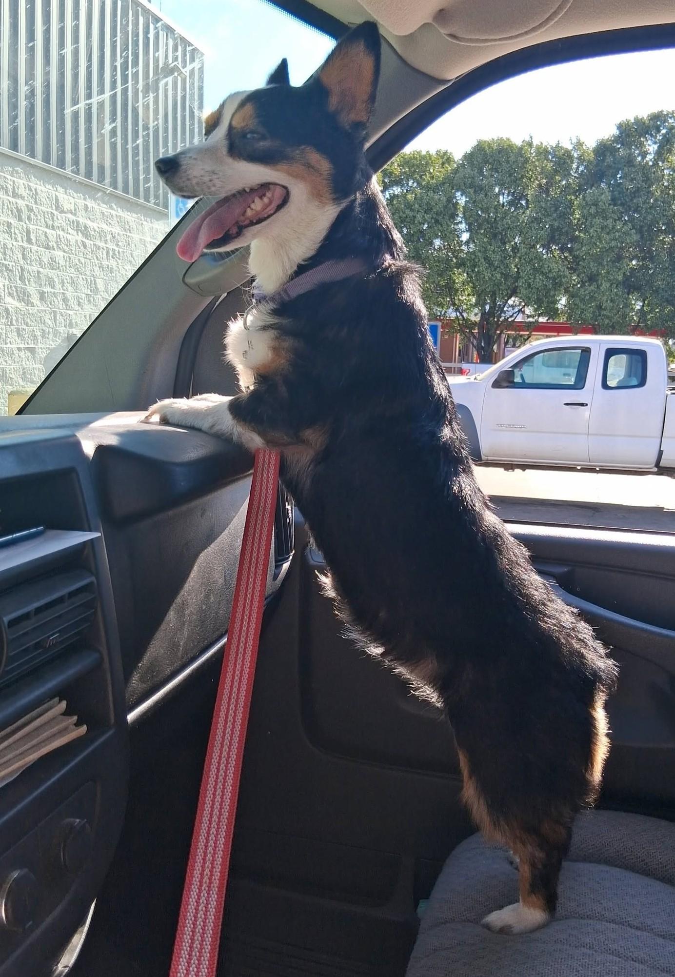 Enlarge Cookie, a Adoptable Corgi in Junction City, KS image 2/4