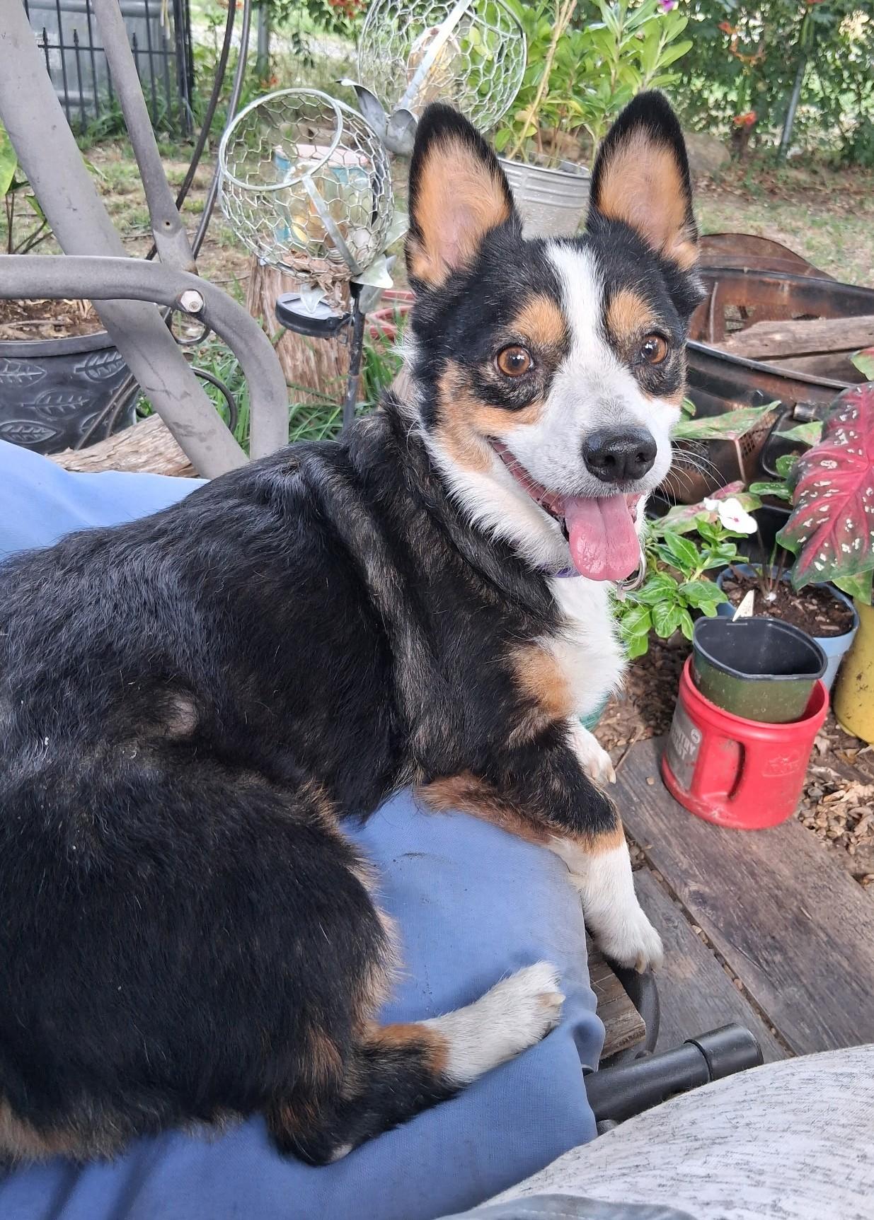 Enlarge Cookie, a Adoptable Corgi in Junction City, KS image 4/4