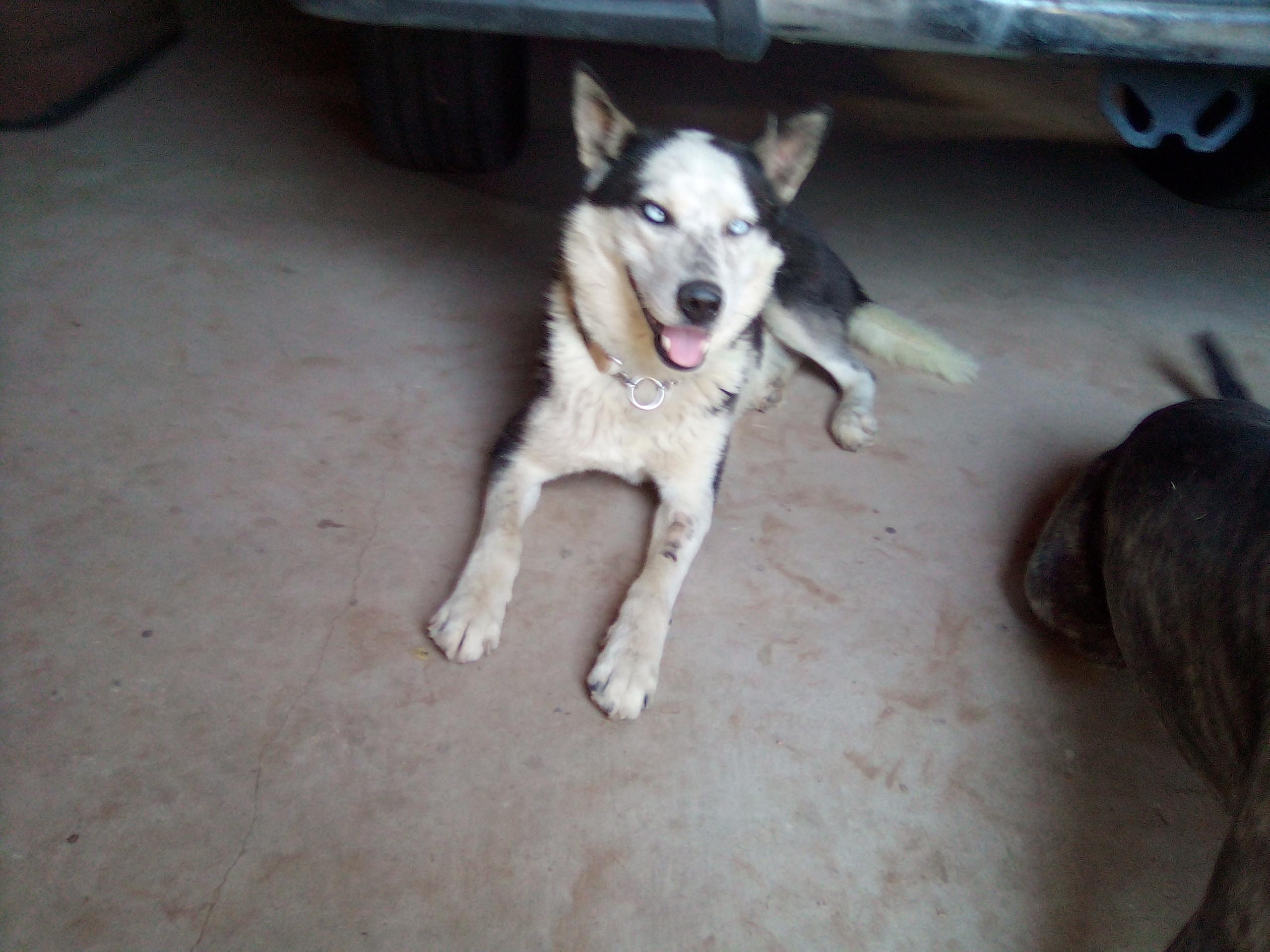 Enlarge Captain, a Adoptable mixed breed in Moriarty, NM image 1/1