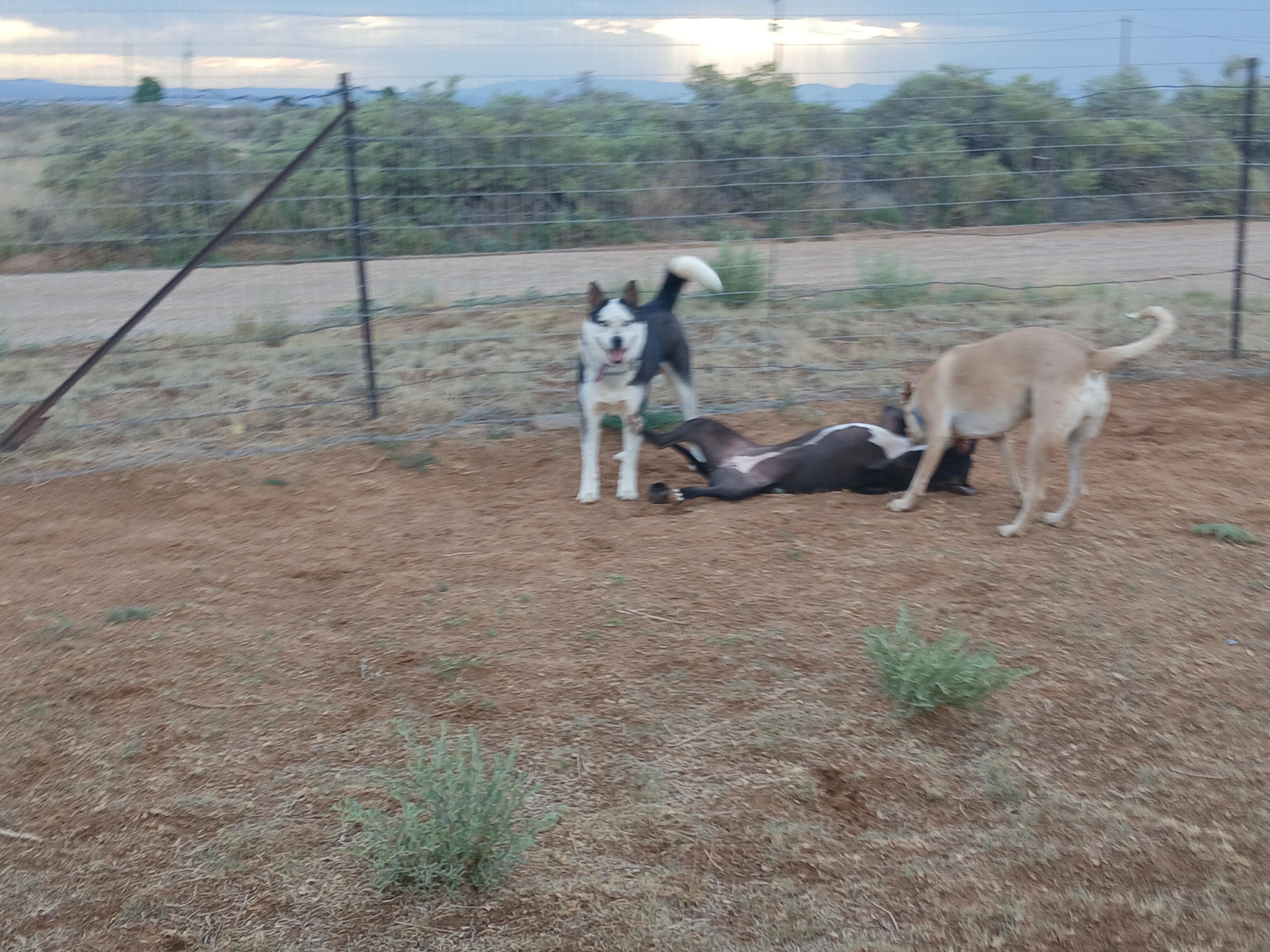 Enlarge Captain, a Adoptable mixed breed in Moriarty, NM image 4/4