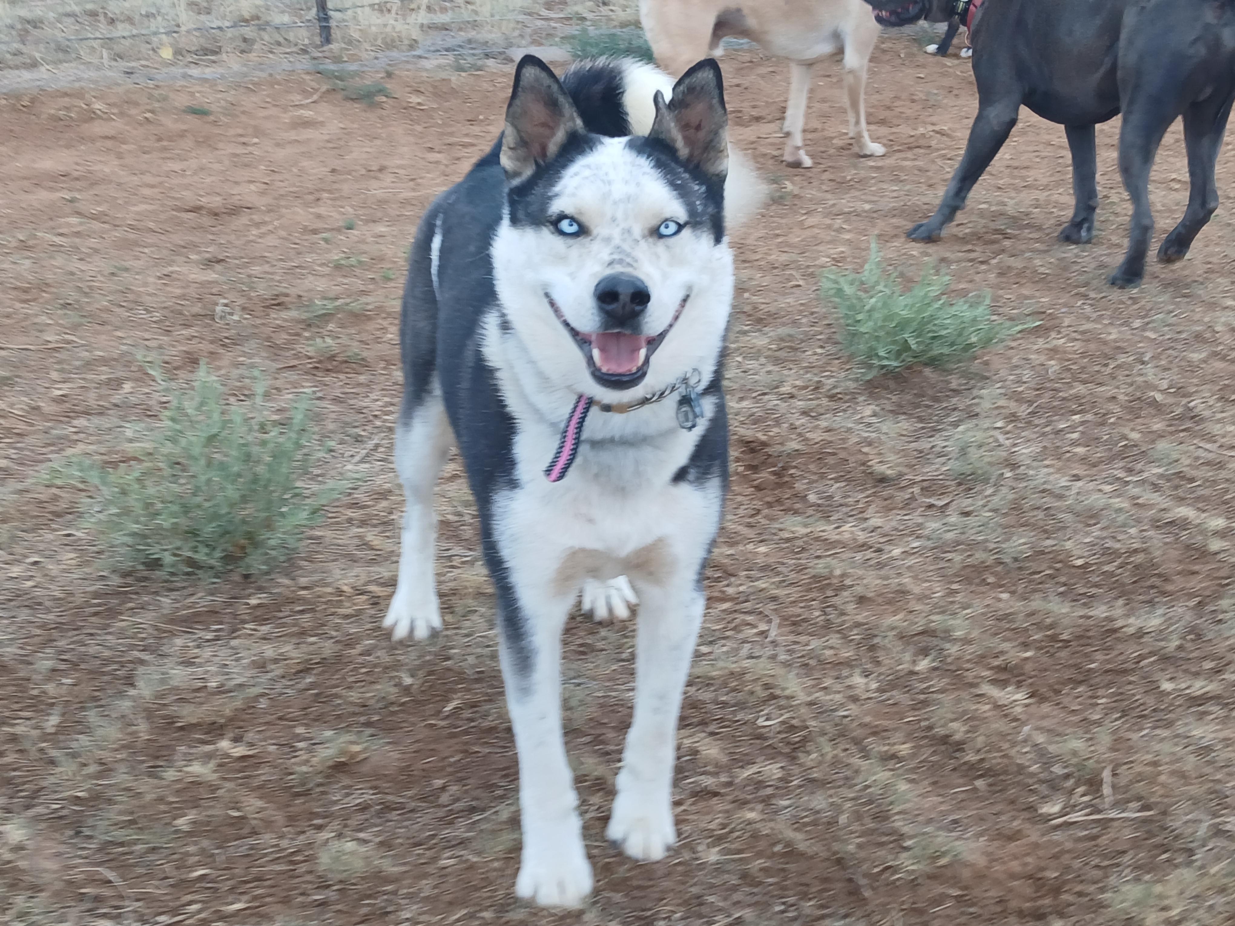 Captain, Adoptable, Young Male Siberian Husky & Border Collie.