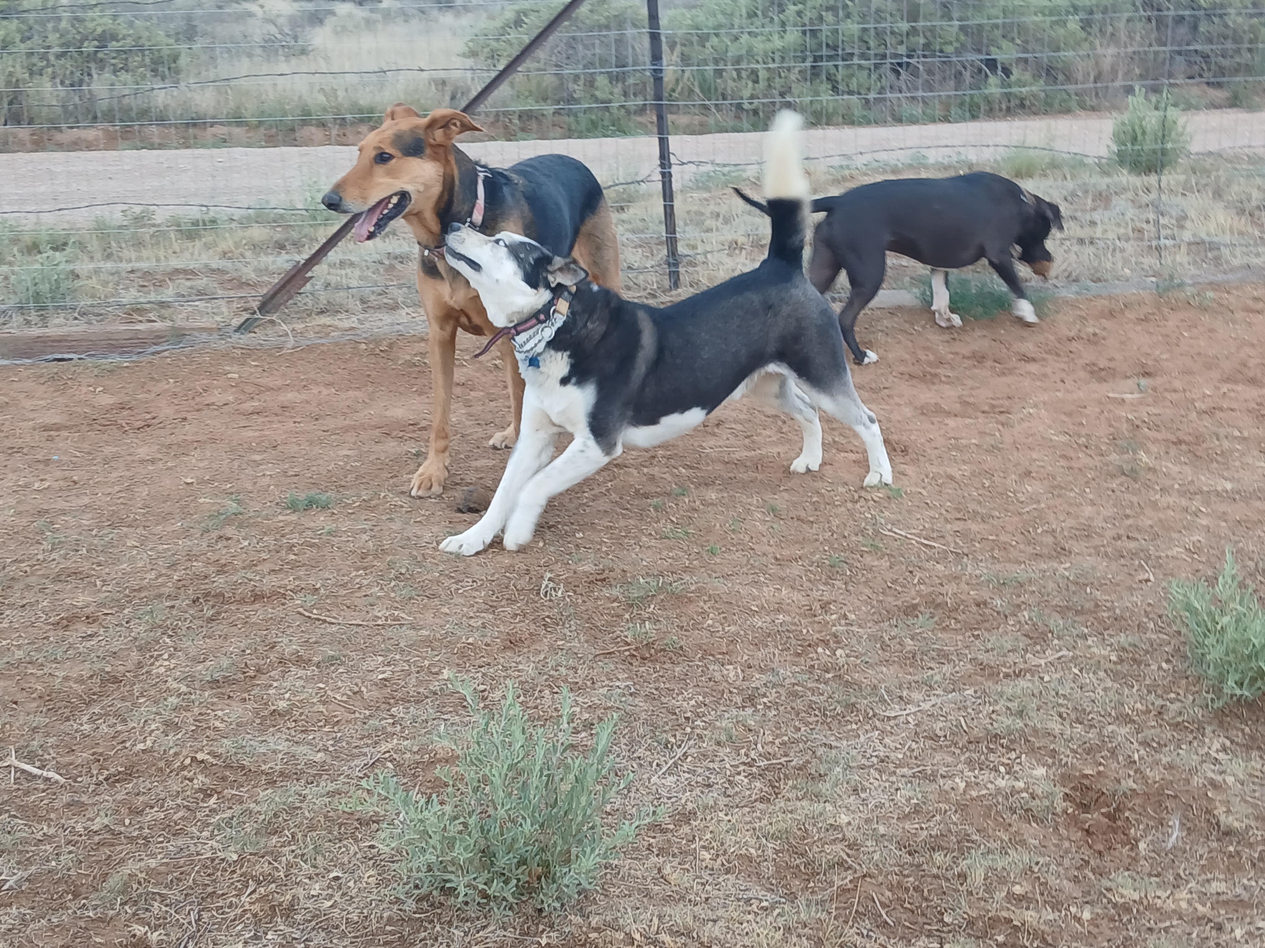 Enlarge Captain, a Adoptable mixed breed in Moriarty, NM image 3/4