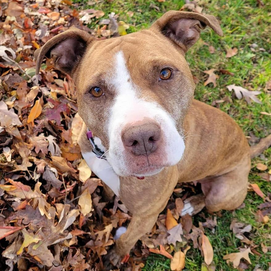 Enlarge Sugar, a Adoptable mixed breed in Yaphank, NY image 1/6