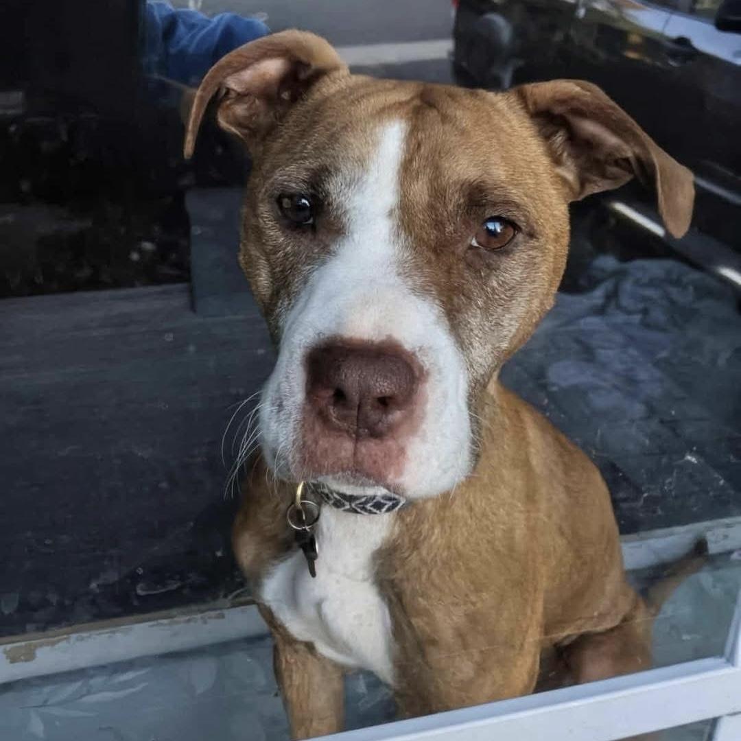 Sugar, Adoptable, Adult Female Terrier & Mixed Breed.