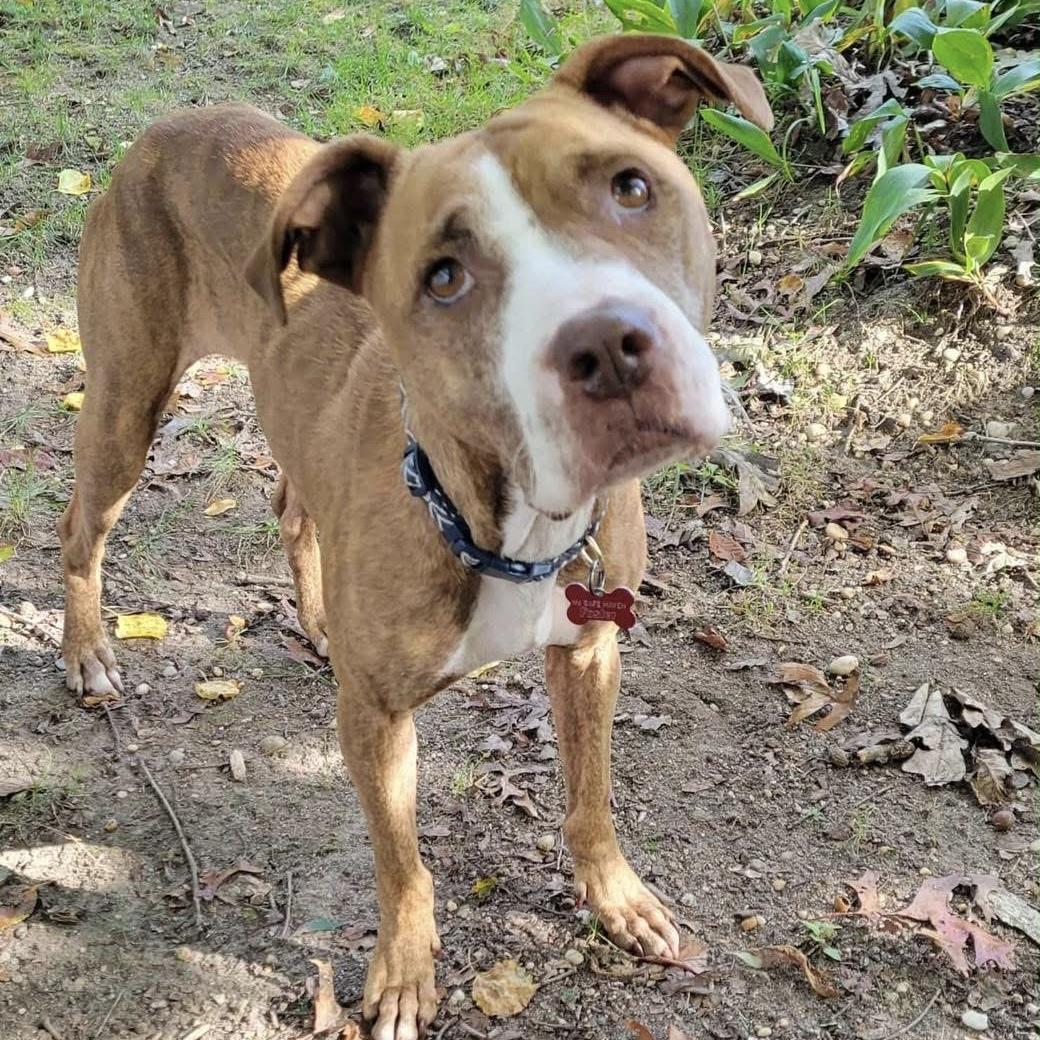 Sugar, a Adoptable mixed breed in Yaphank, NY image 2/6