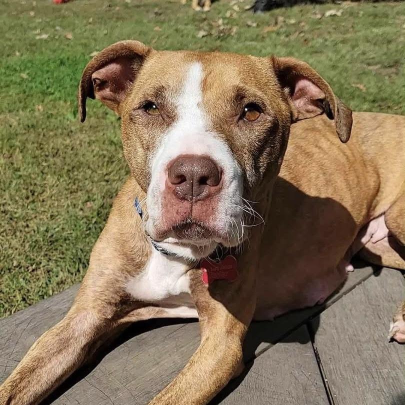 Sugar, a Adoptable mixed breed in Yaphank, NY image 3/6