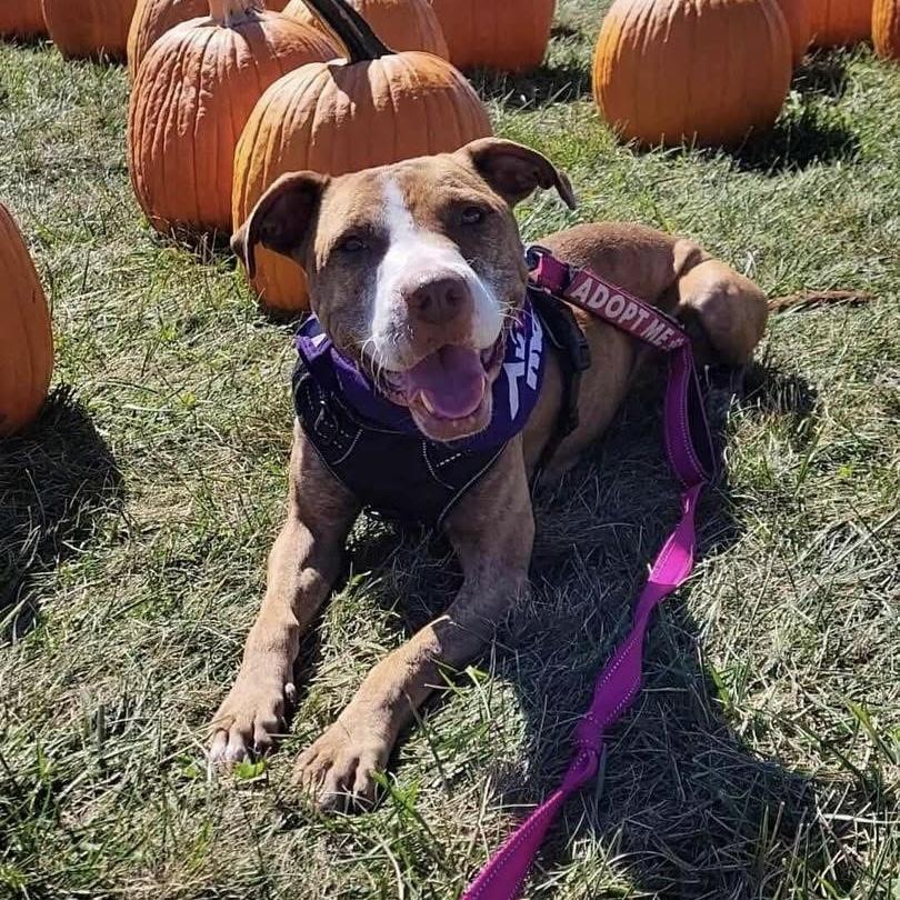 Sugar, a Adoptable mixed breed in Yaphank, NY image 4/6