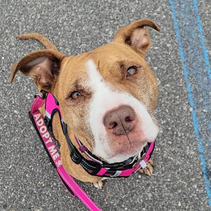 Enlarge Sugar, a Adoptable mixed breed in Yaphank, NY image 6/6