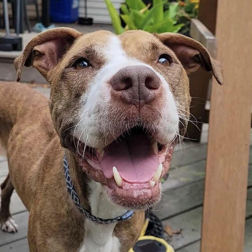 Sugar, a Adoptable mixed breed in Yaphank, NY image 6/6