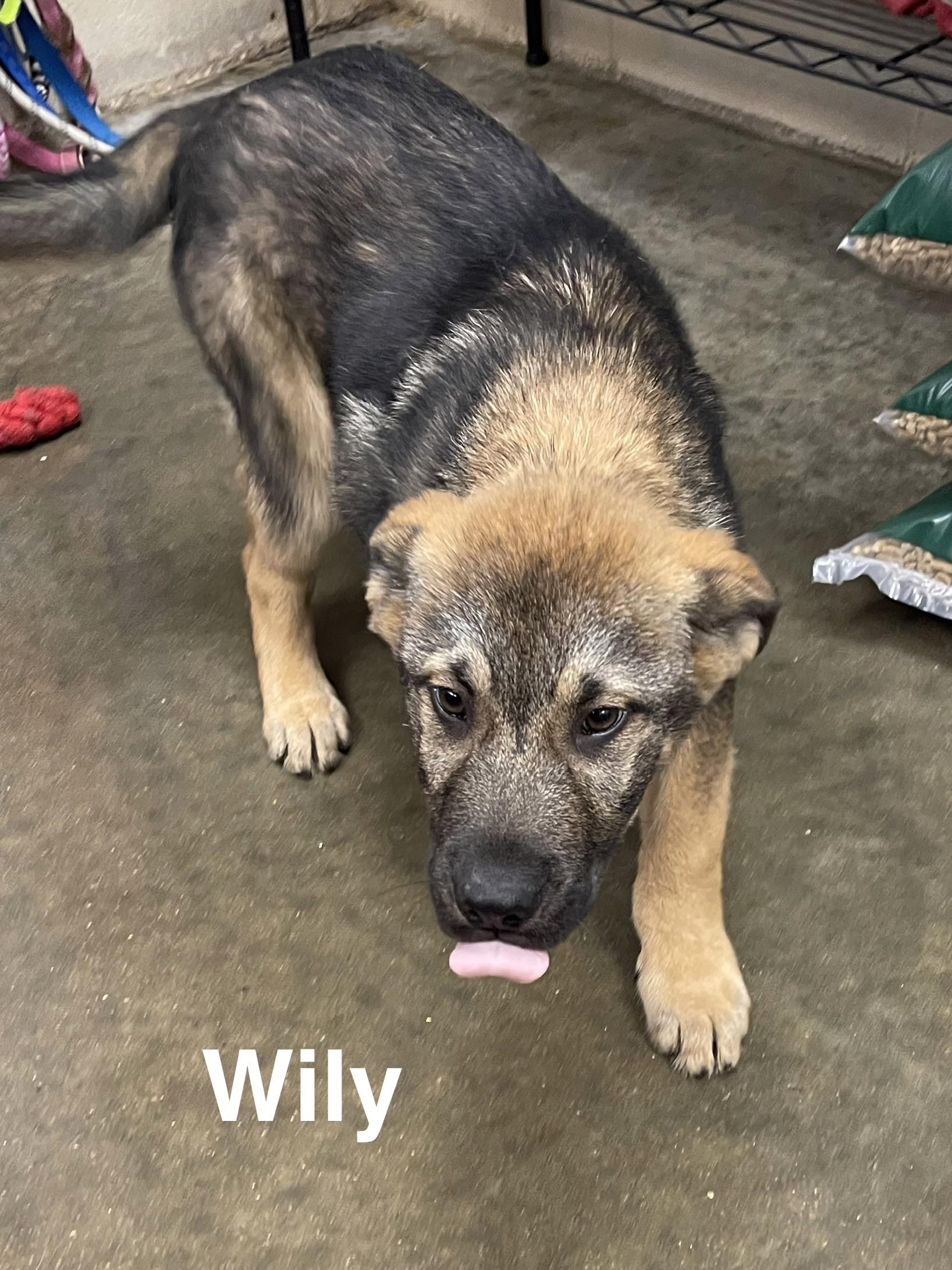 Wily, ADOPTABLE, Puppy Male Shepherd.