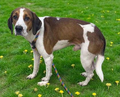 Roscoe, Adoptable, Adult Male Mixed Breed.