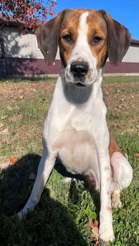 Enlarge Roscoe, a Adoptable Mixed Breed in Sullivan, IN image 2/3