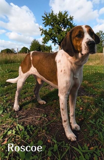 Enlarge Roscoe, a Adoptable Mixed Breed in Sullivan, IN image 3/3