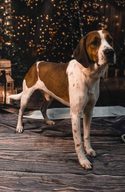 Enlarge Roscoe, a Adoptable Mixed Breed in Sullivan, IN image 3/3