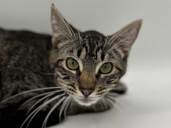 Wrenley, Adoptable, Young Female Domestic Short Hair.