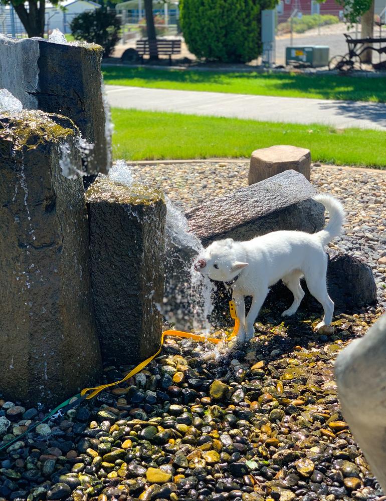 Enlarge Snowflake, a Adopted mixed breed in Moses Lake, WA image 1/6