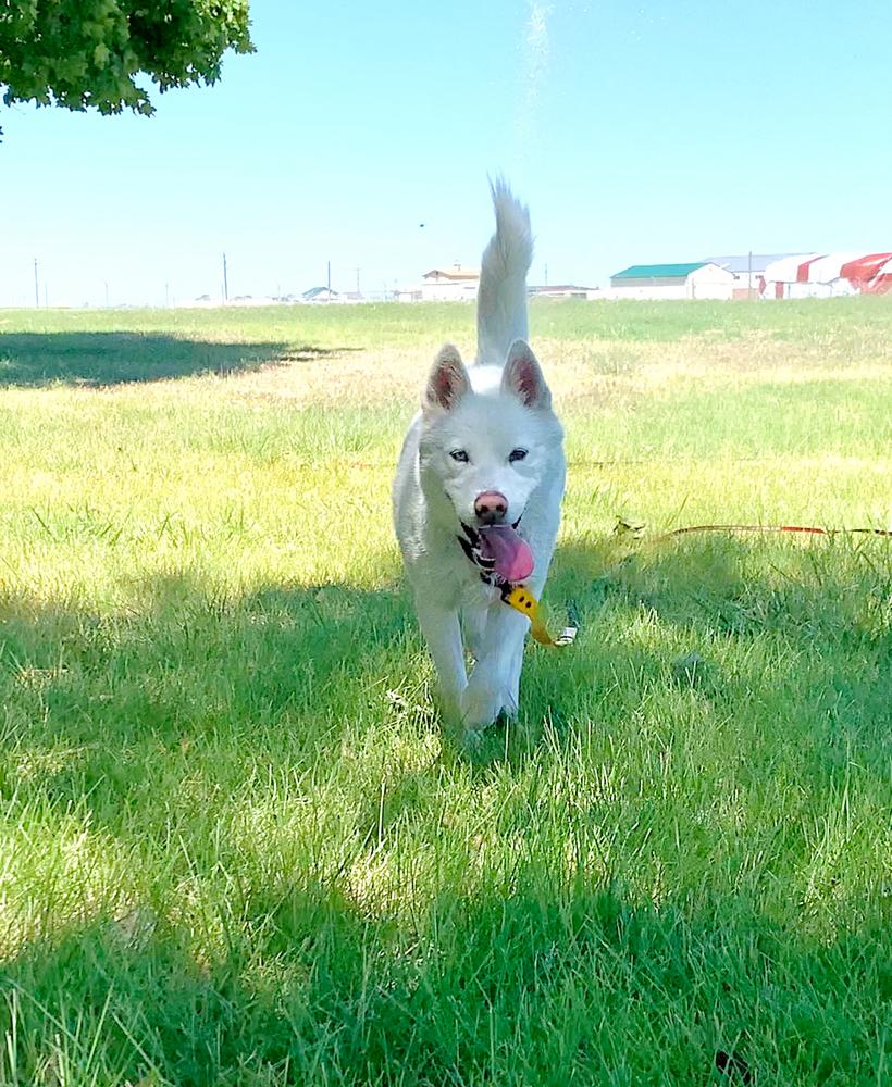 Enlarge Snowflake, a Adopted mixed breed in Moses Lake, WA image 2/6