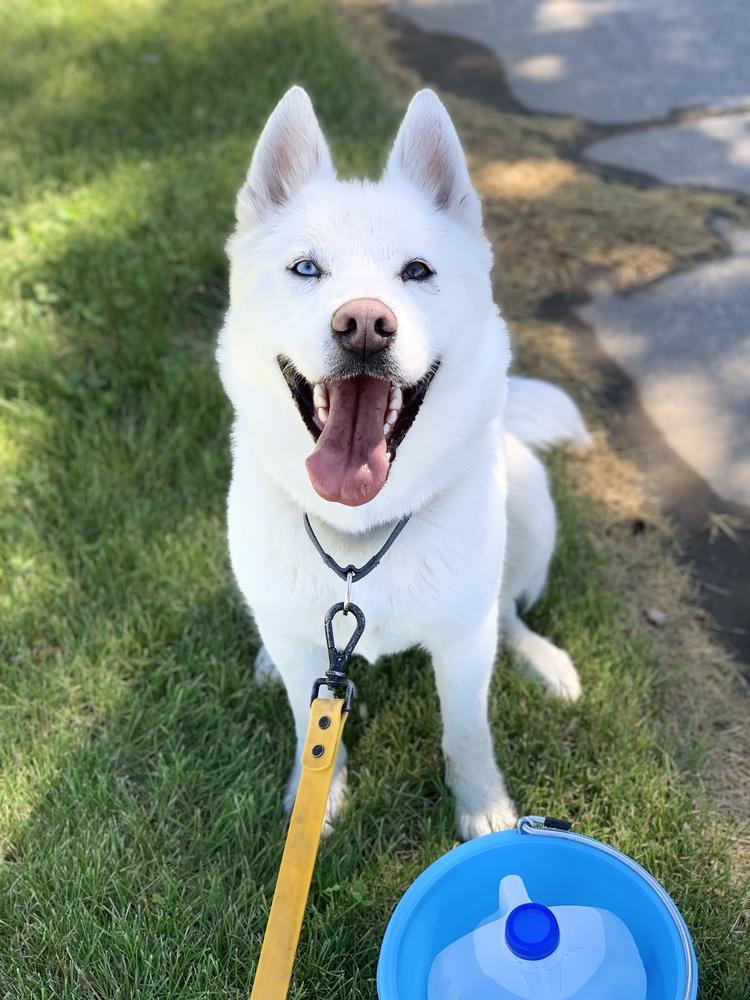 Enlarge Snowflake, a Adopted mixed breed in Moses Lake, WA image 4/6