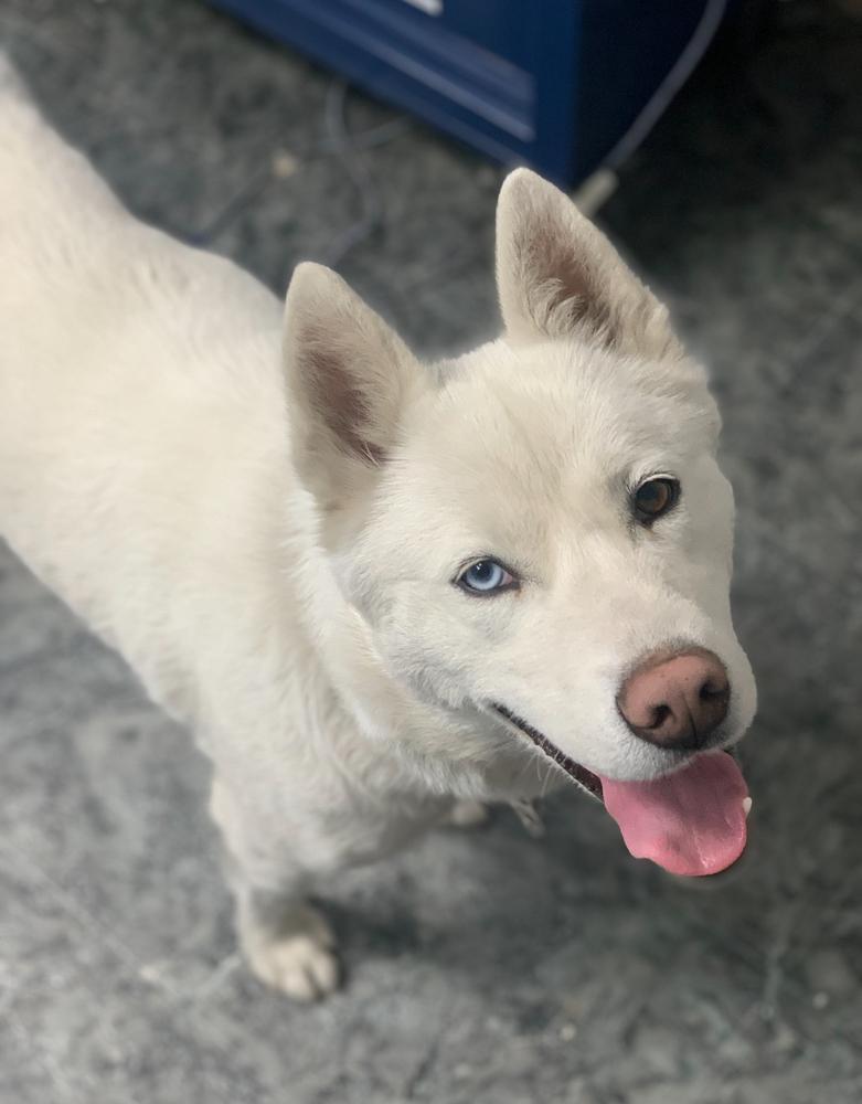 Snowflake, Adopted, Adult Female Husky.