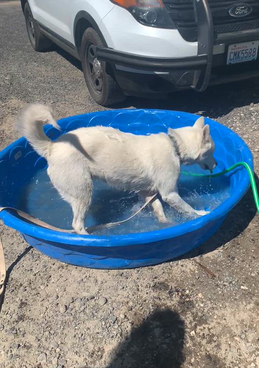Enlarge Snowflake, a Adopted mixed breed in Moses Lake, WA video 6/6