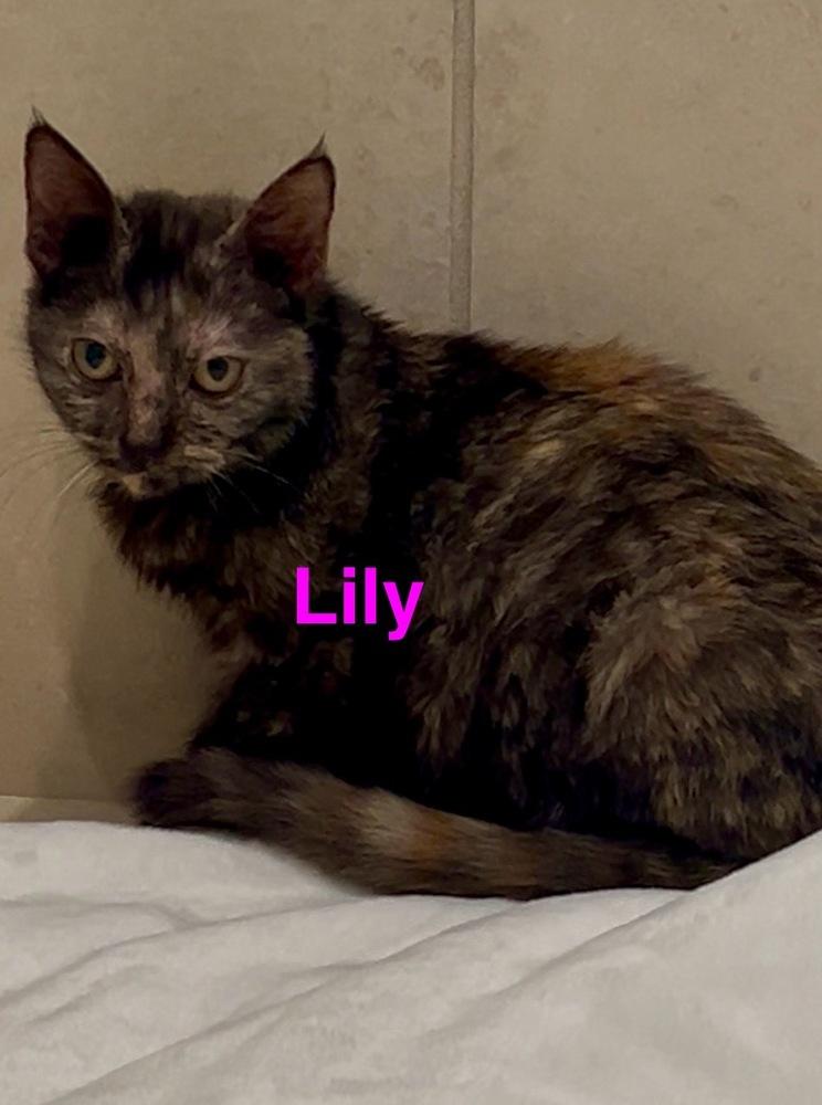 Enlarge Lily, a Adoptable Domestic Short Hair in Fern Park, FL image 1/1