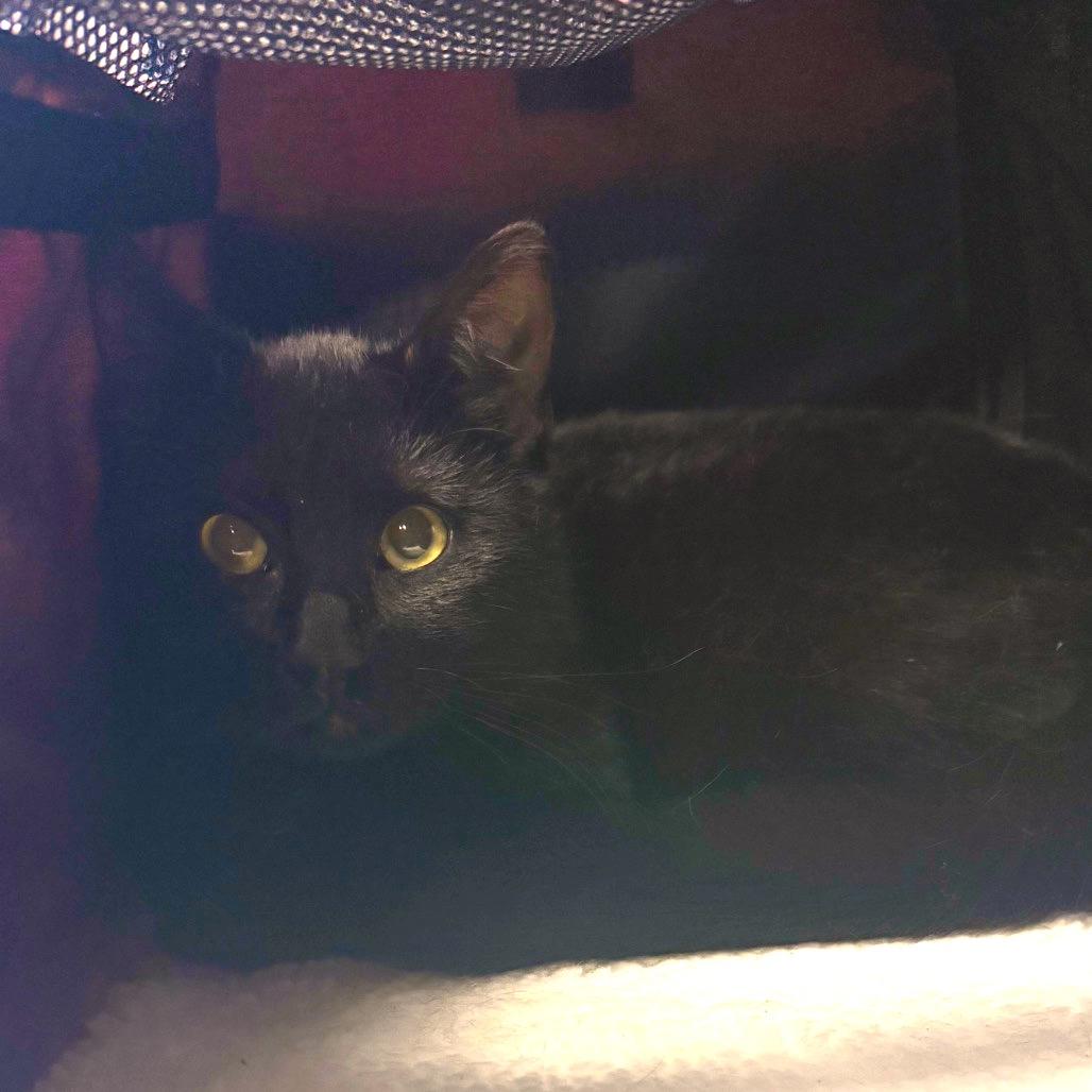 Binks, Adoptable, Young Male Domestic Short Hair.