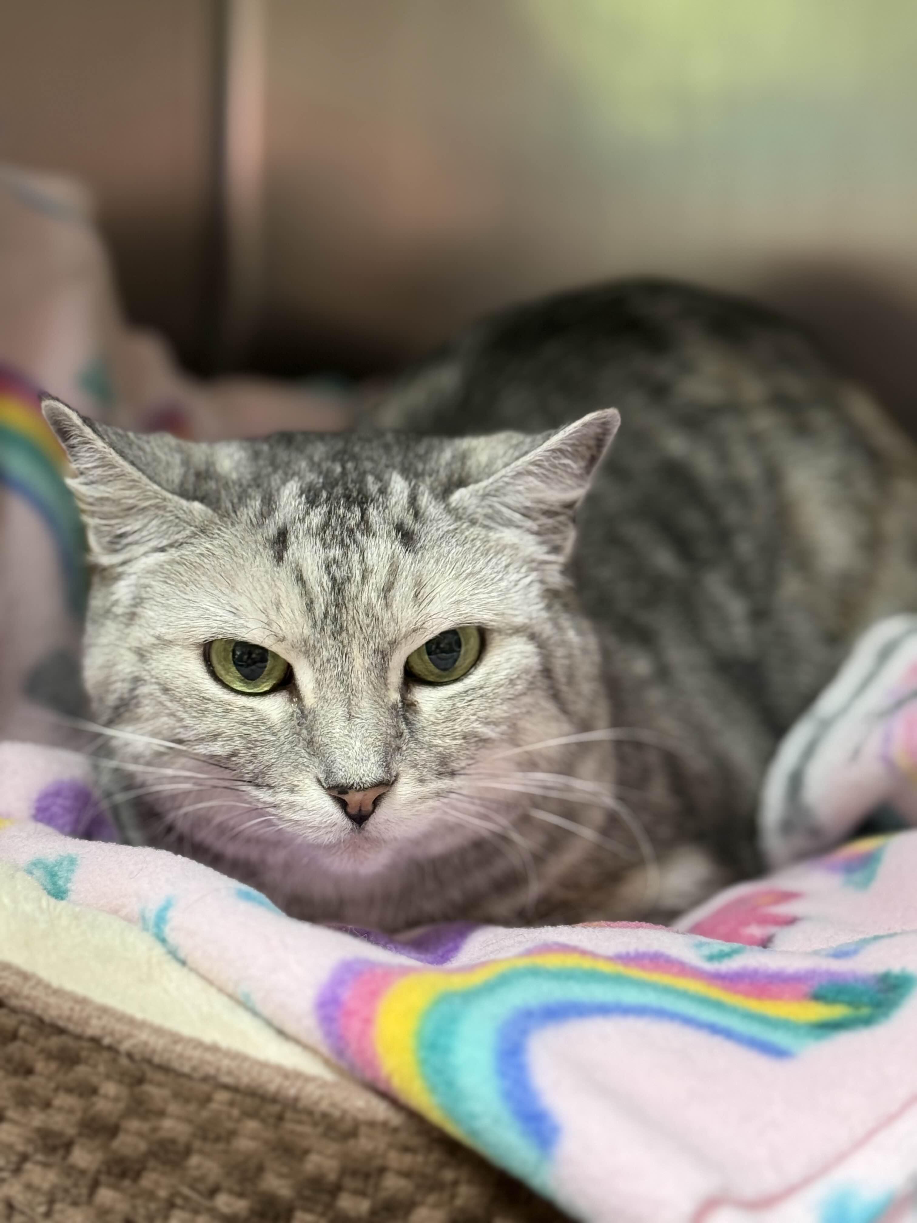 Enlarge Ariana, an adopted Domestic Short Hair in Collierville, TN image 1/1