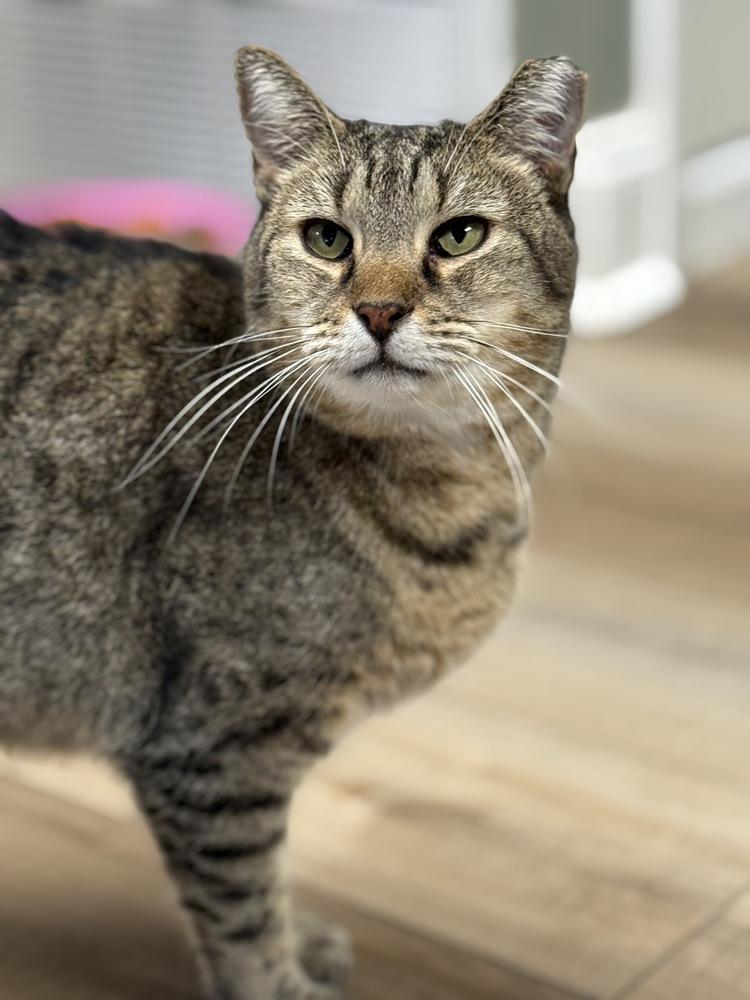 Bundy Orchard, Adoptable, Young Male Domestic Short Hair.