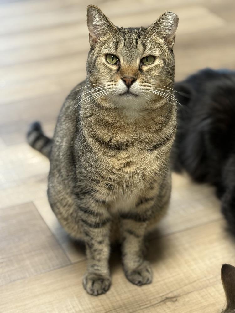 Enlarge Bundy Orchard, a Adoptable Domestic Short Hair in Mount Laurel, NJ image 1/6