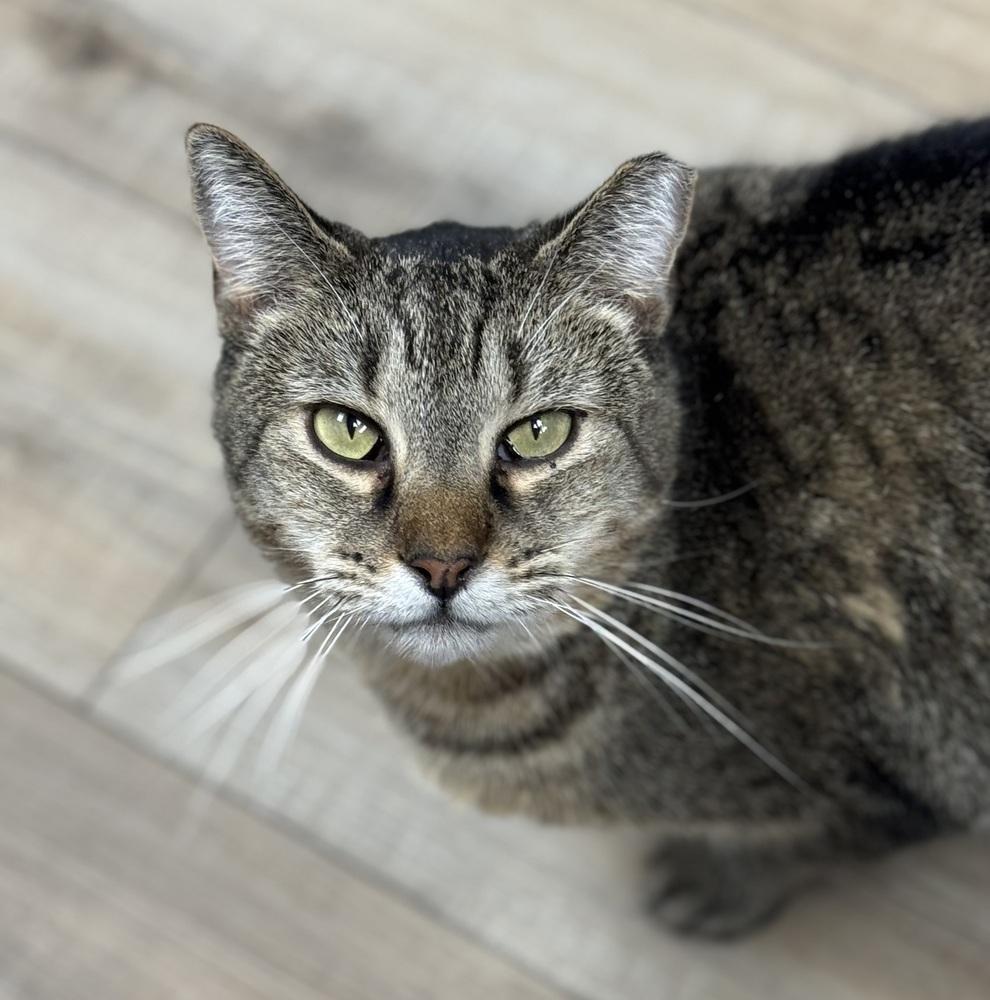 Enlarge Bundy Orchard, a Adoptable Domestic Short Hair in Mount Laurel, NJ image 2/6