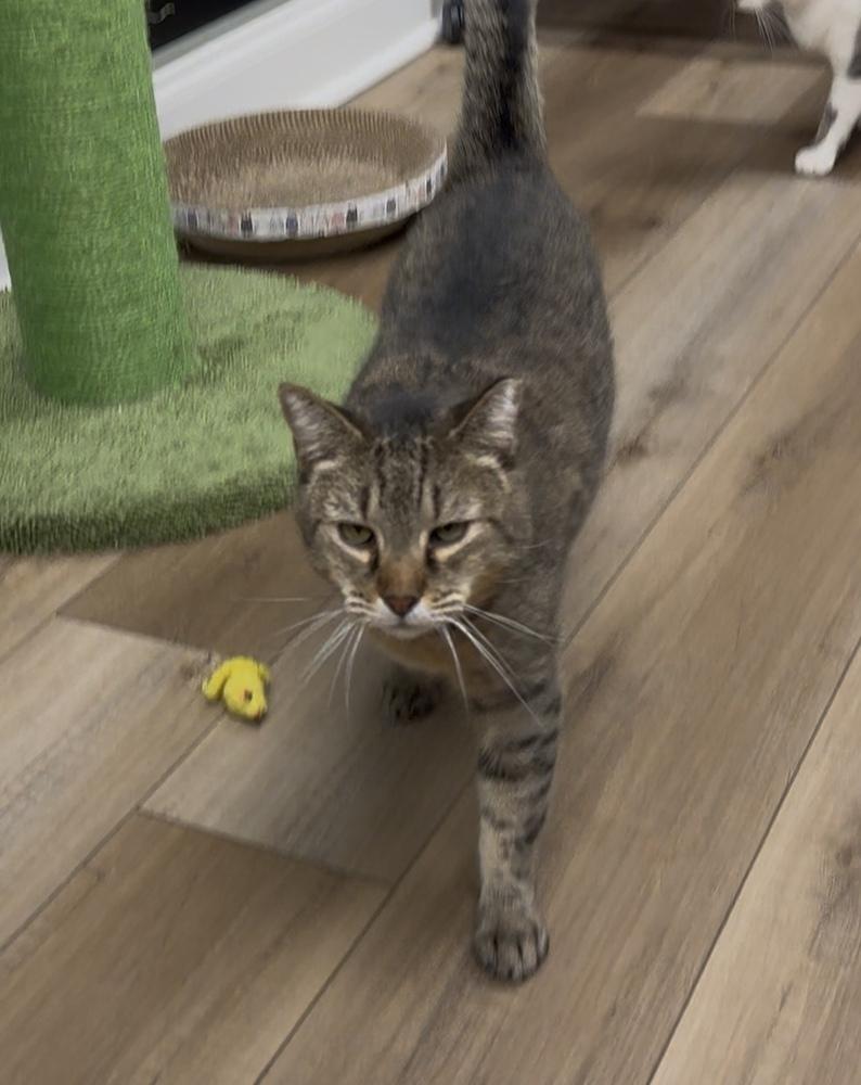 Bundy Orchard, Adoptable, Young Male Domestic Short Hair.