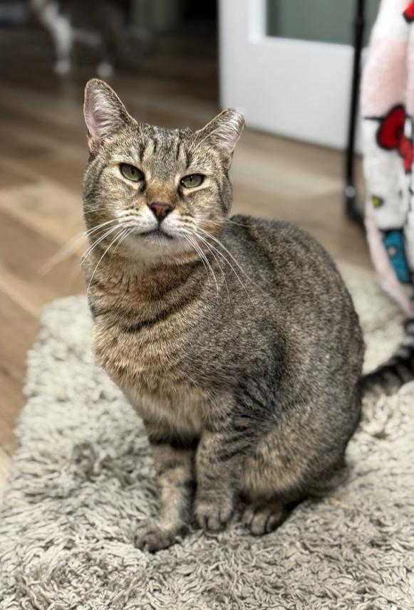 Enlarge Bundy Orchard, a Adoptable Domestic Short Hair in Mount Laurel, NJ image 4/6