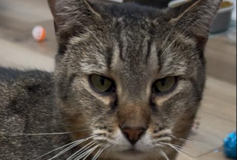 Enlarge Bundy Orchard, a Adoptable Domestic Short Hair in Mount Laurel, NJ image 6/6