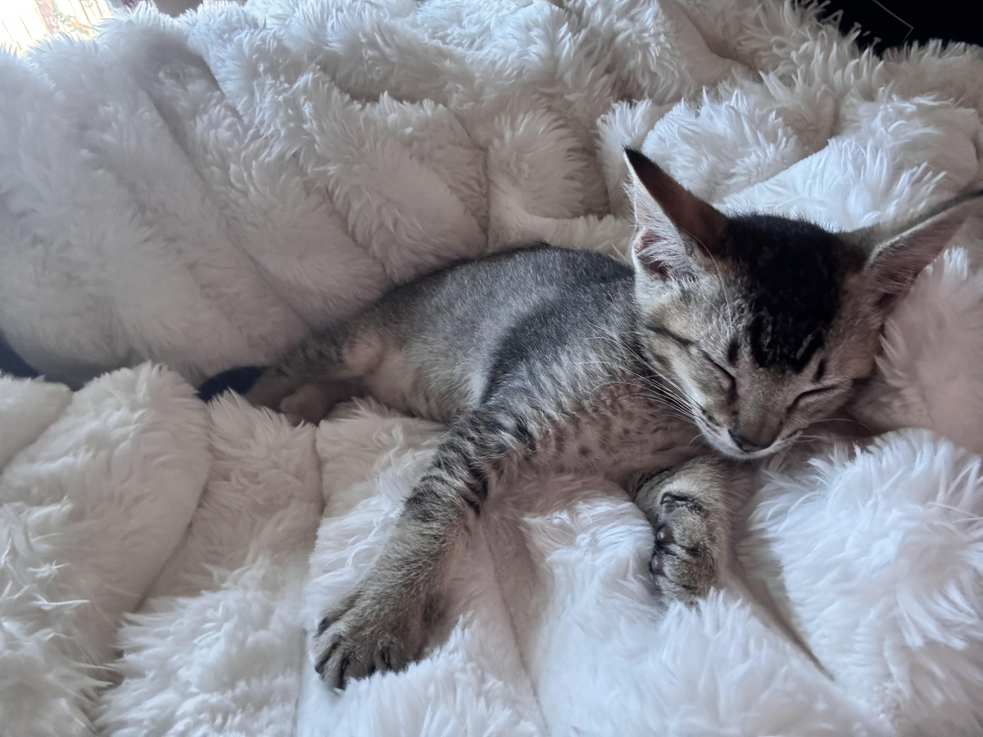 Basil, an adopted Domestic Short Hair in Mililani, HI image 1/3