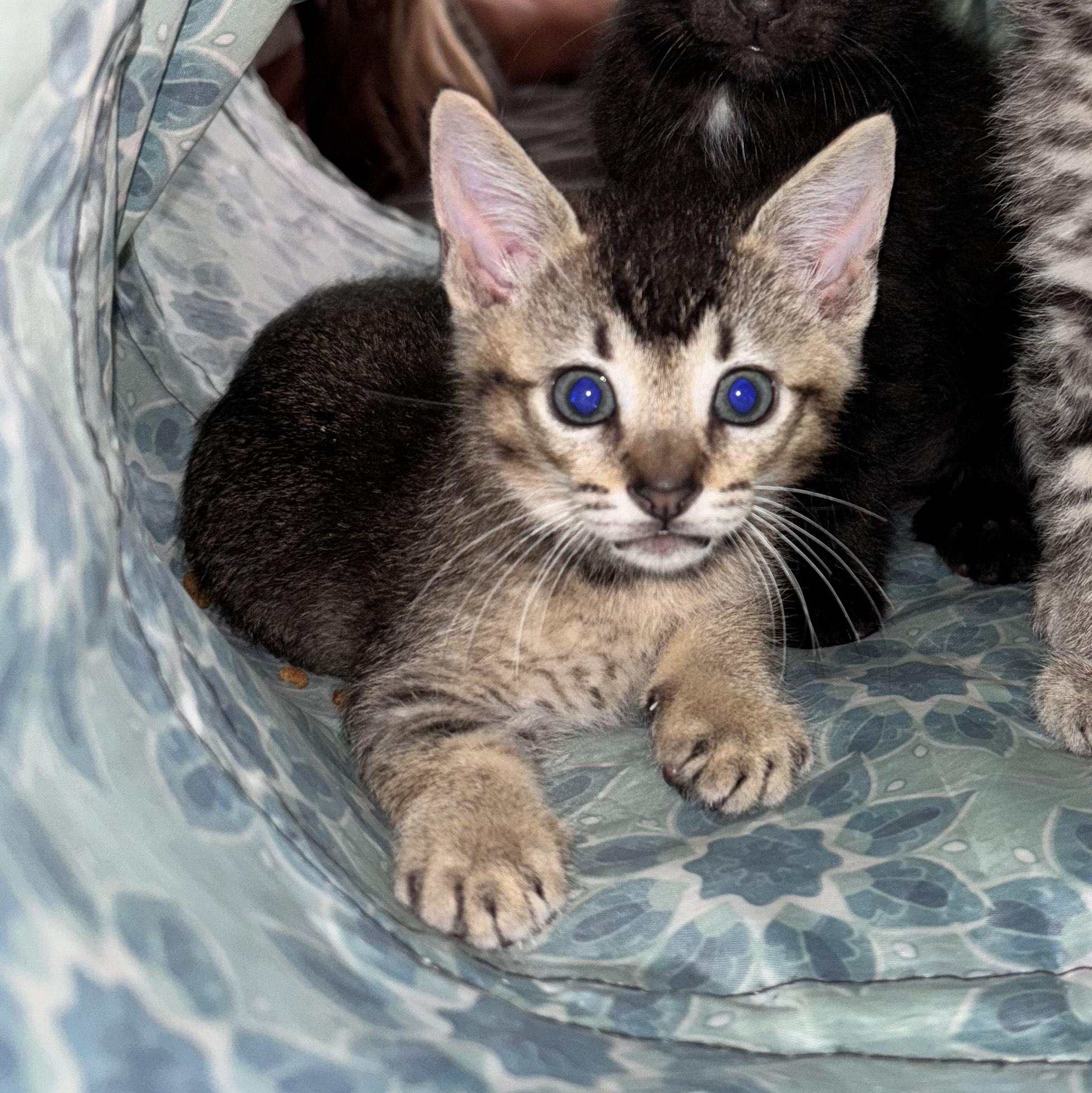 Basil, an adopted Domestic Short Hair in Mililani, HI image 3/3