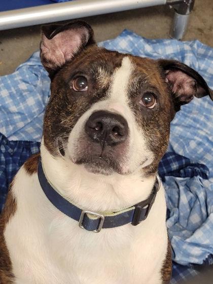 Enlarge Koba, a Adoptable mixed breed in Hobart, IN image 1/3