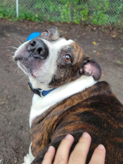 Enlarge Koba, a Adoptable mixed breed in Hobart, IN image 2/3