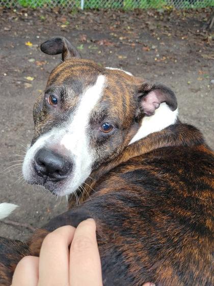 Enlarge Koba, a Adoptable mixed breed in Hobart, IN image 3/3