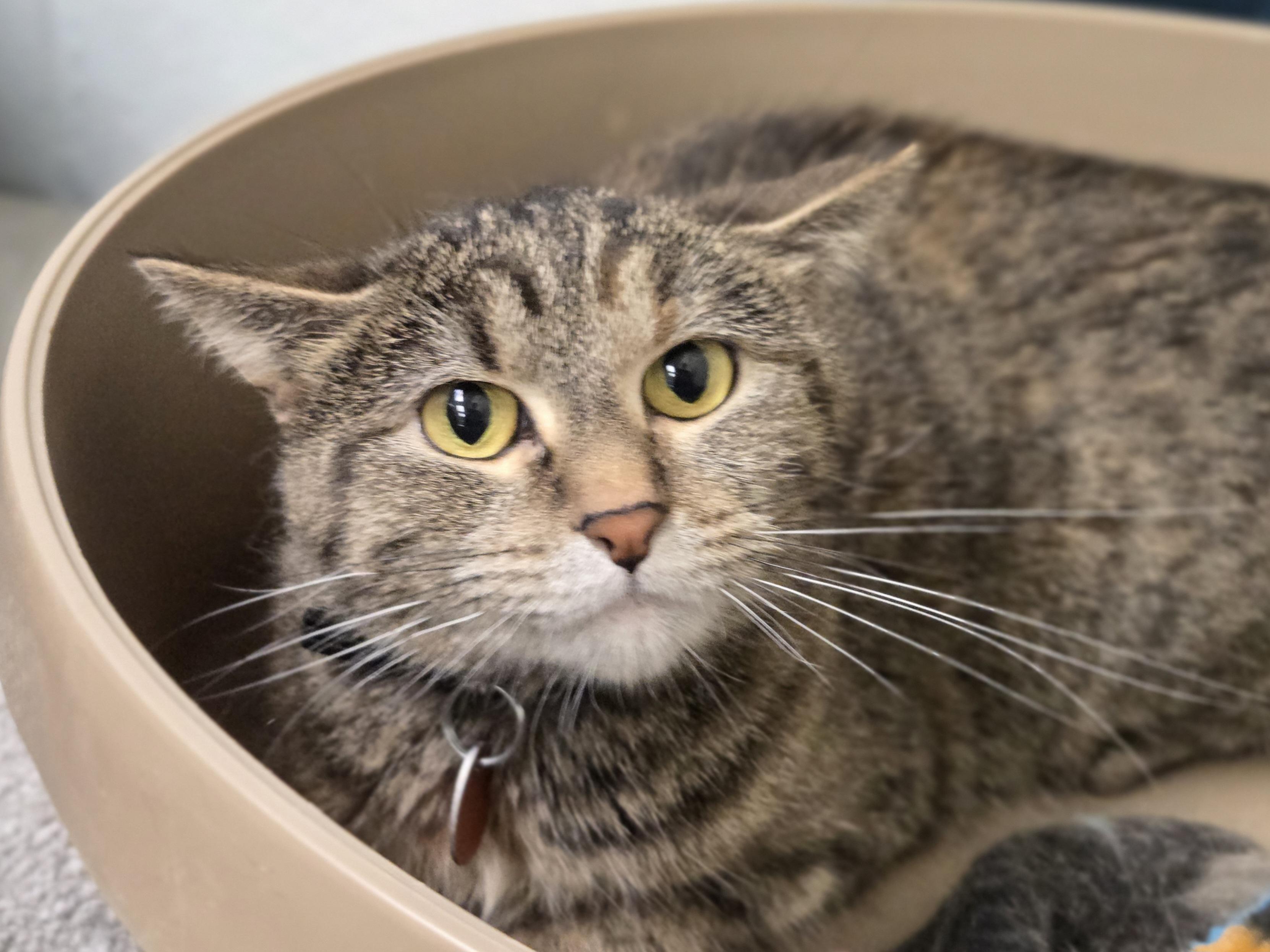 Nova, Adoptable, Adult Female Domestic Short Hair.