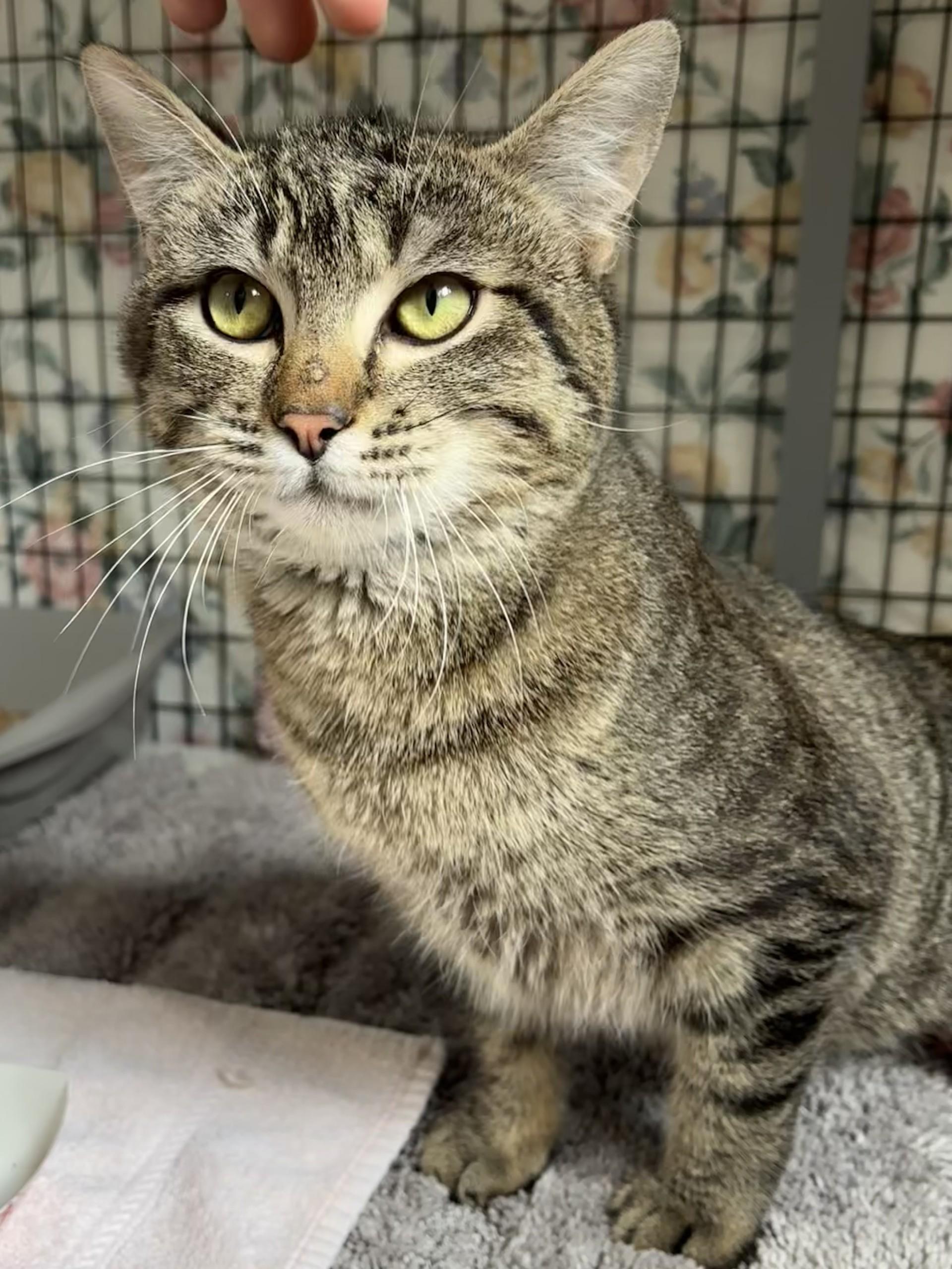 Enlarge Sweetiepie, a ADOPTABLE Domestic Short Hair in Grants Pass, OR image 2/2