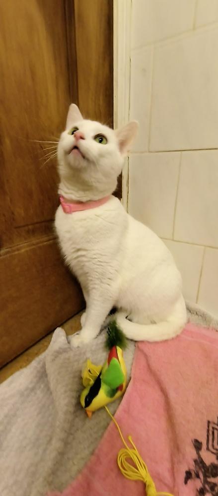 Enlarge Flopsy (bonded to Mopsy), a Adoptable Domestic Short Hair in Wheaton, IL image 1/4