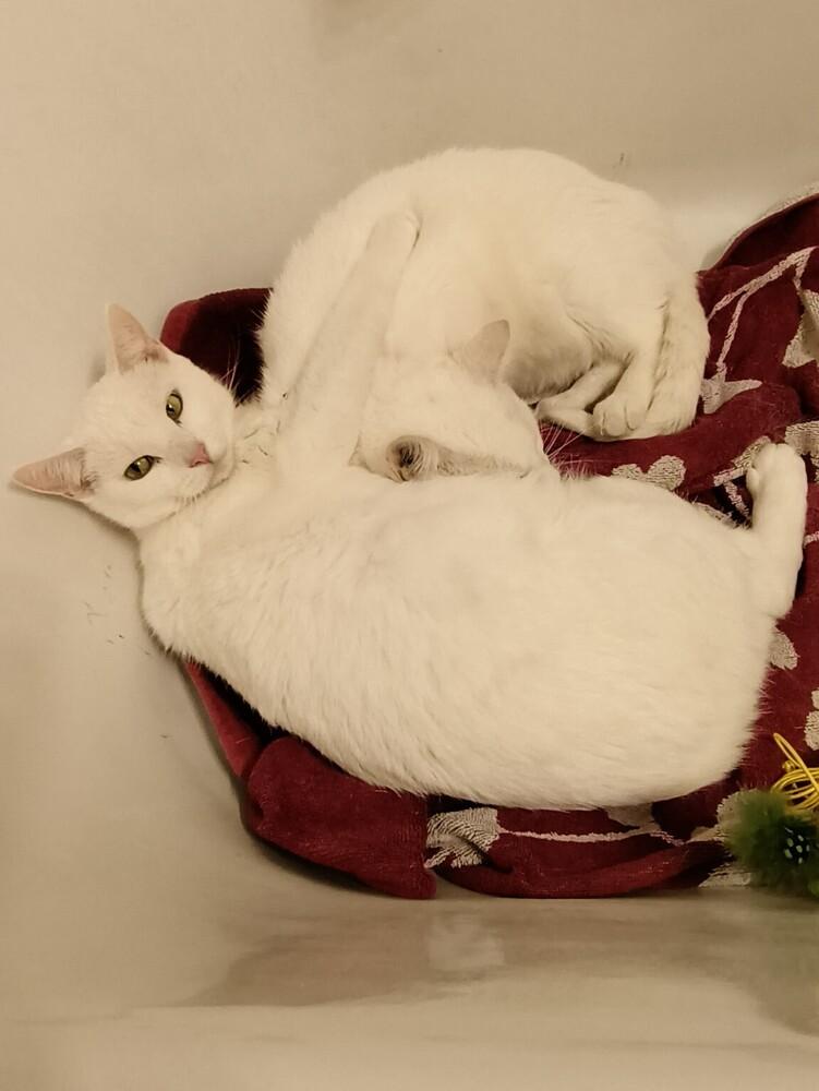 Enlarge Flopsy (bonded to Mopsy), a Adoptable Domestic Short Hair in Wheaton, IL image 2/4