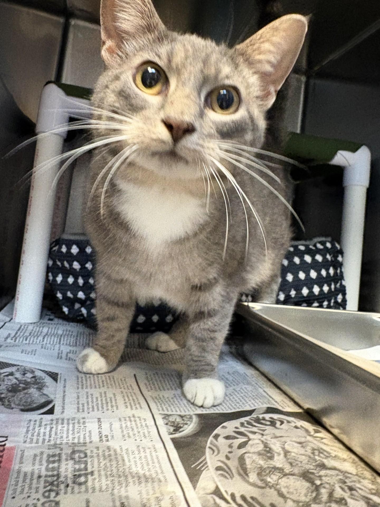 26-0586 "Gracie", Adoptable, Adult Female Domestic Short Hair.