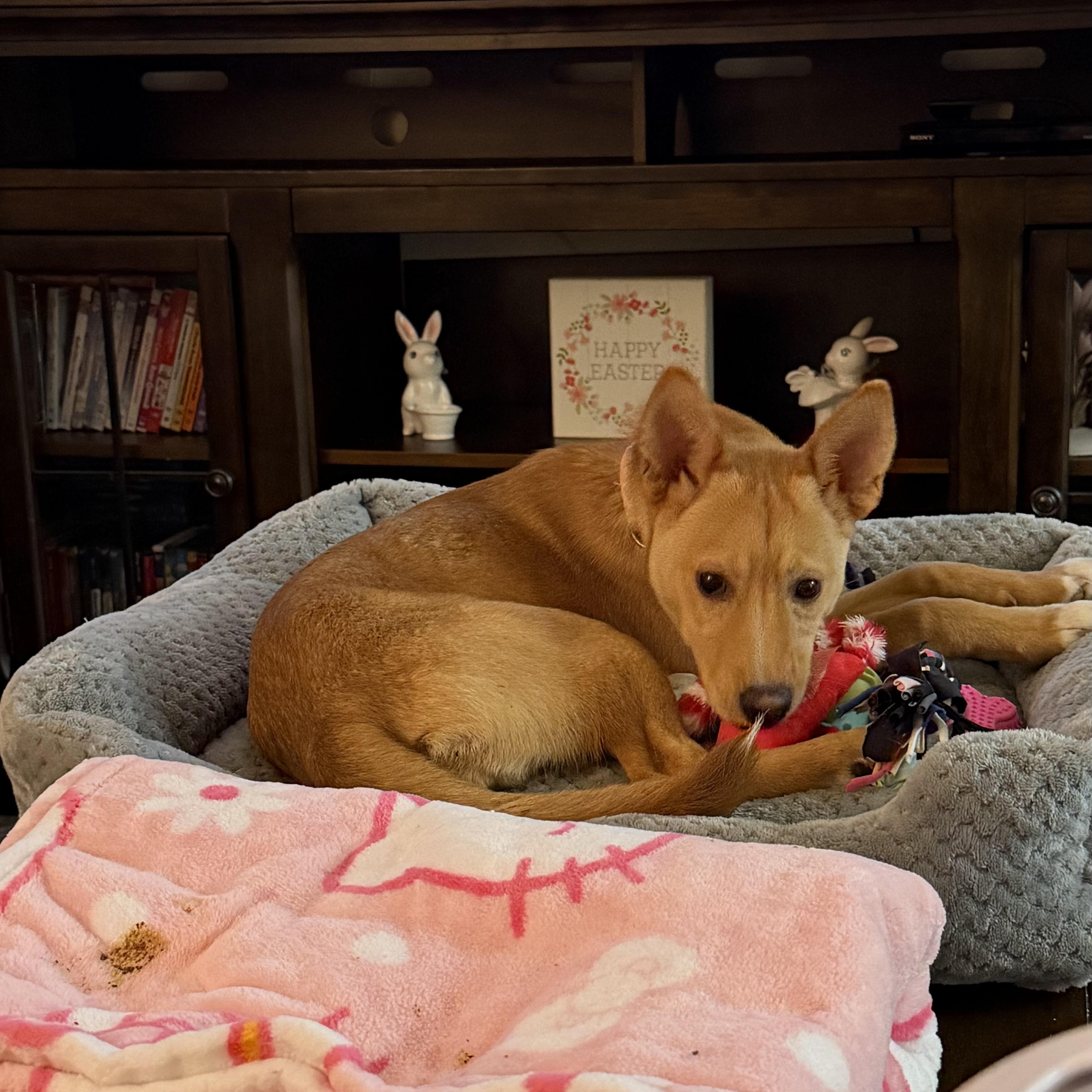 Enlarge Phoebe, a ADOPTABLE mixed breed in Abington, PA image 2/4