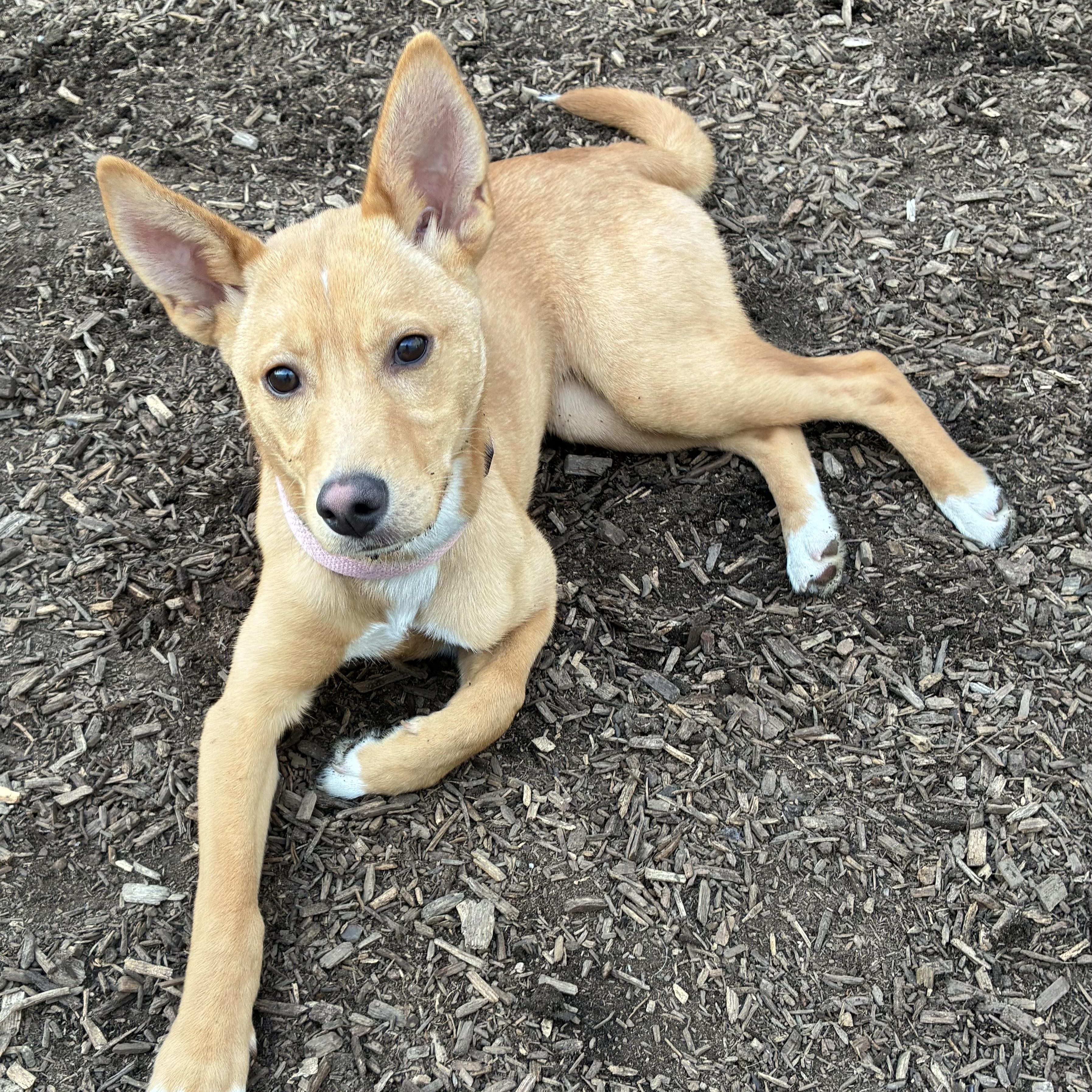 Enlarge Phoebe, a ADOPTABLE mixed breed in Abington, PA image 4/4
