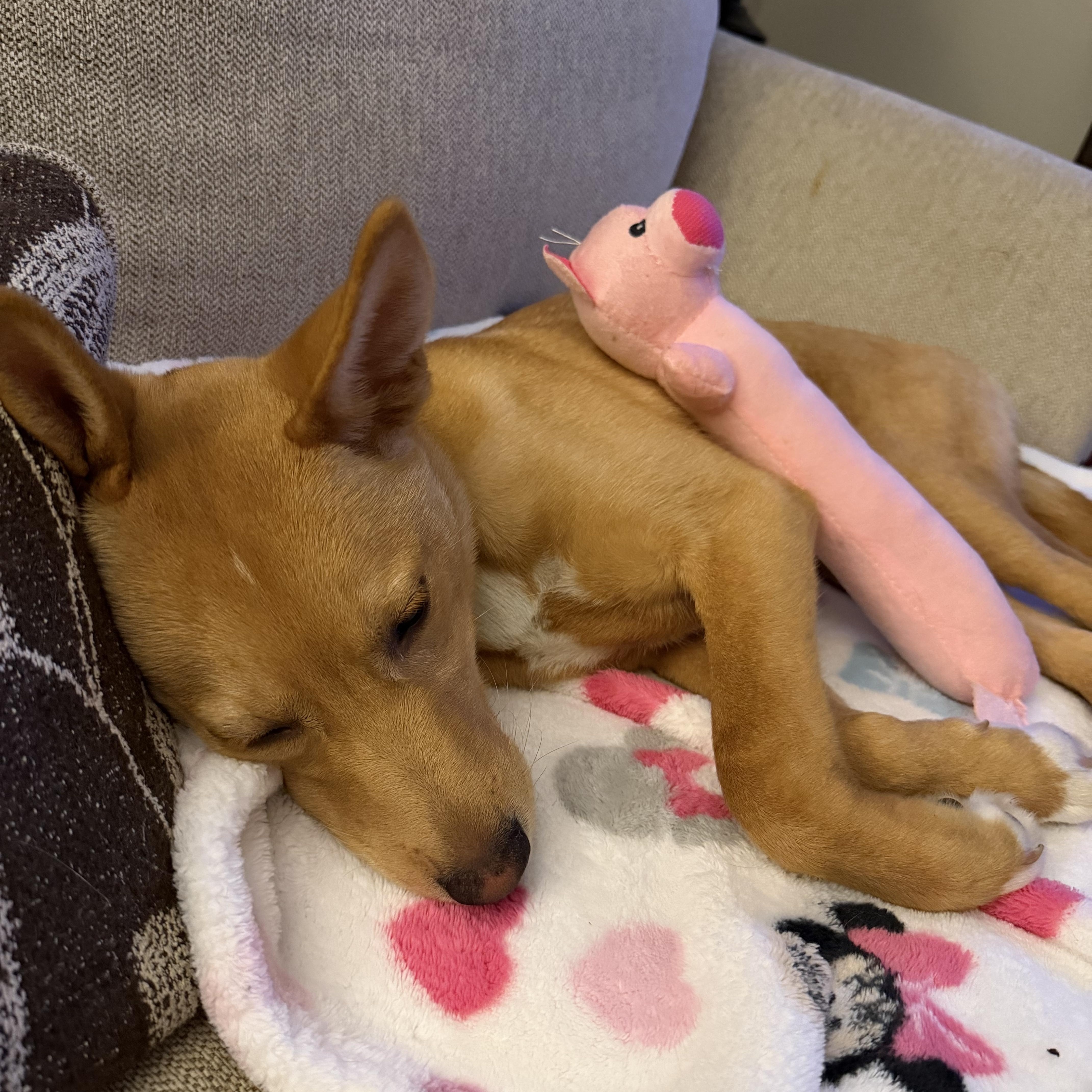 Enlarge Phoebe, a ADOPTABLE mixed breed in Abington, PA image 1/4