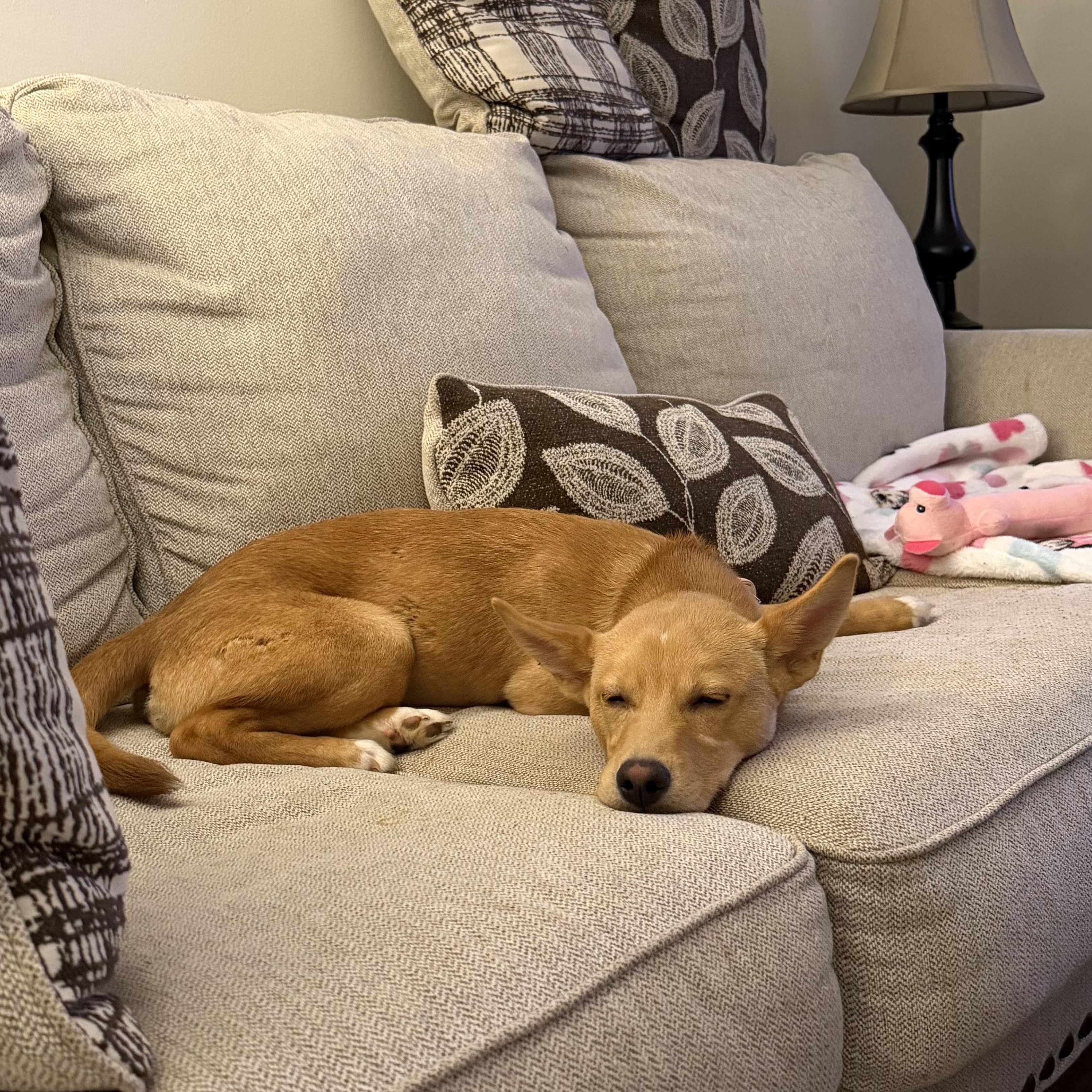 Enlarge Phoebe, a ADOPTABLE mixed breed in Abington, PA image 3/4