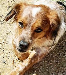 Enlarge Barney Google, a ADOPTABLE mixed breed in Poway, CA image 3/6