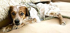 Enlarge Barney Google, a ADOPTABLE mixed breed in Poway, CA image 2/6