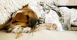 Enlarge Barney Google, a ADOPTABLE mixed breed in Poway, CA image 5/6